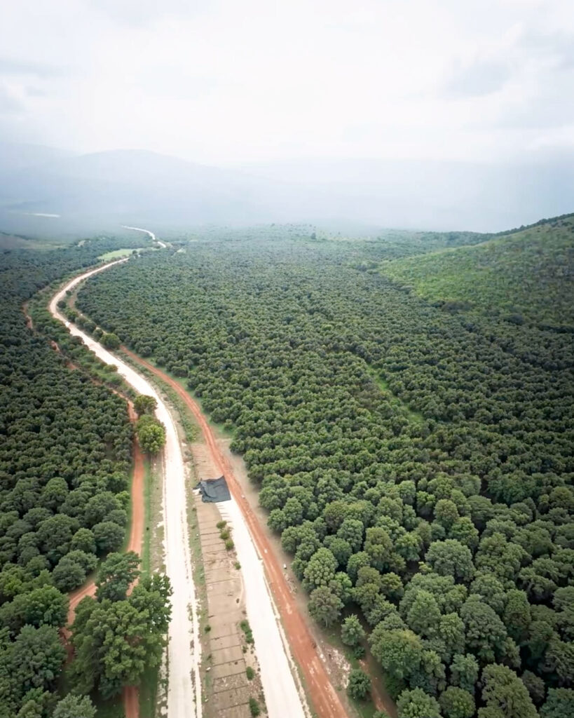 aguacate ecológico en origen