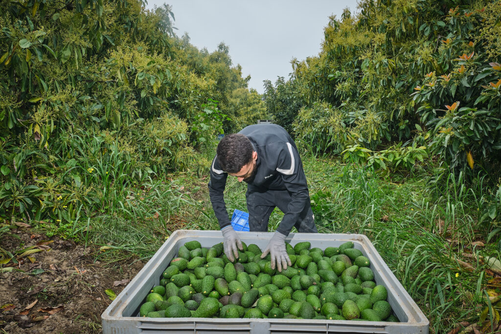 aguacate ecológico en origen