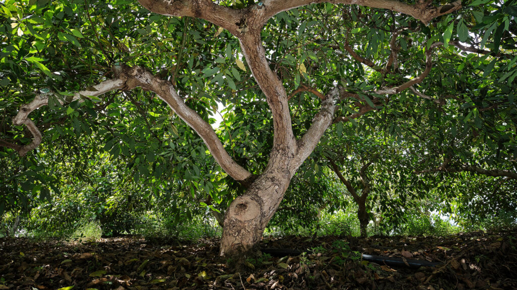 aguacate ecológico en origen