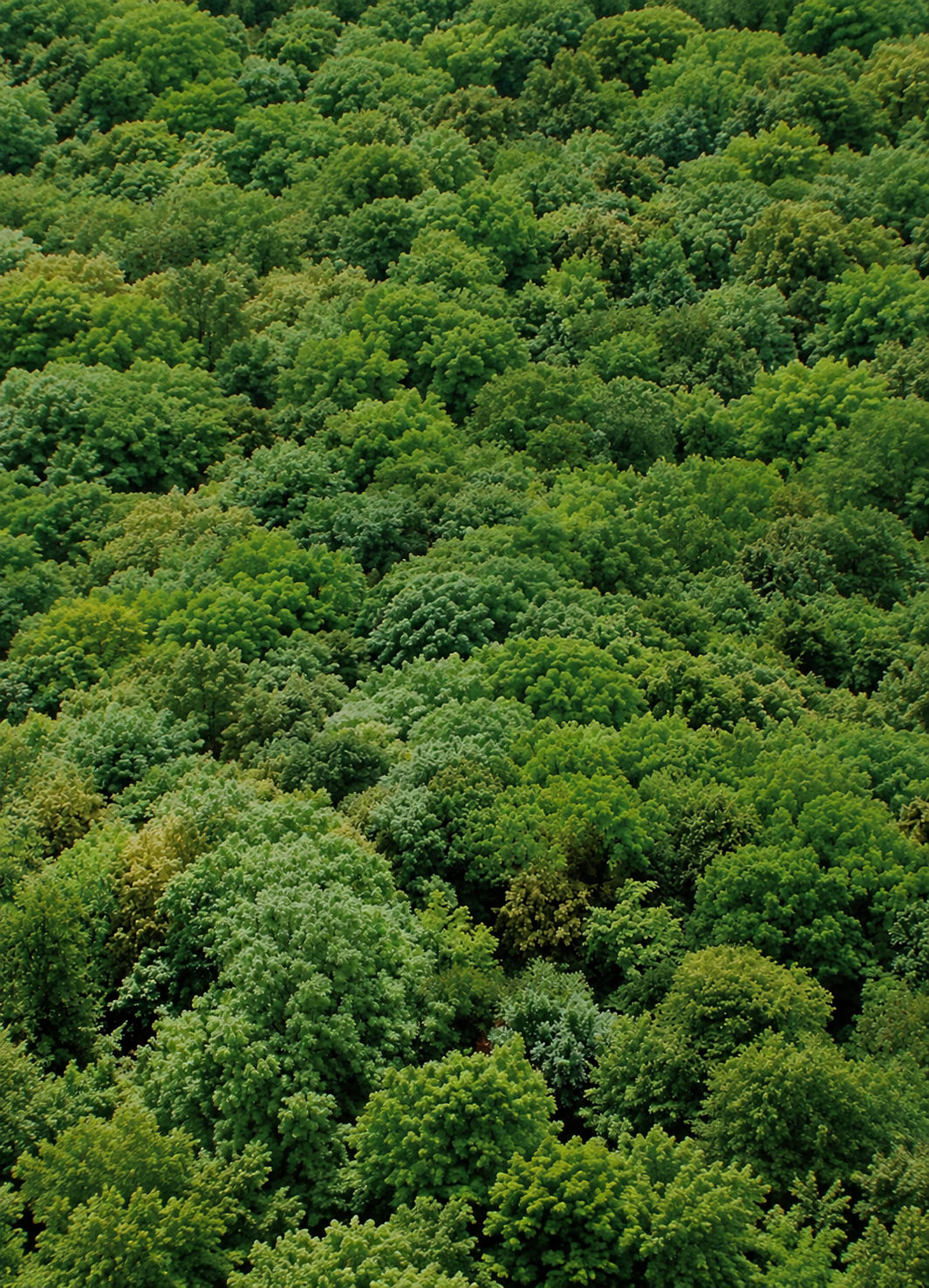 productores de aguacate ecológico en origen